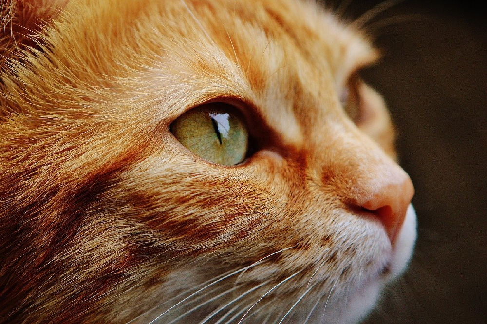 3 interesujące fakty o kotach. Czy wiesz o nich naprawdę wszystko?